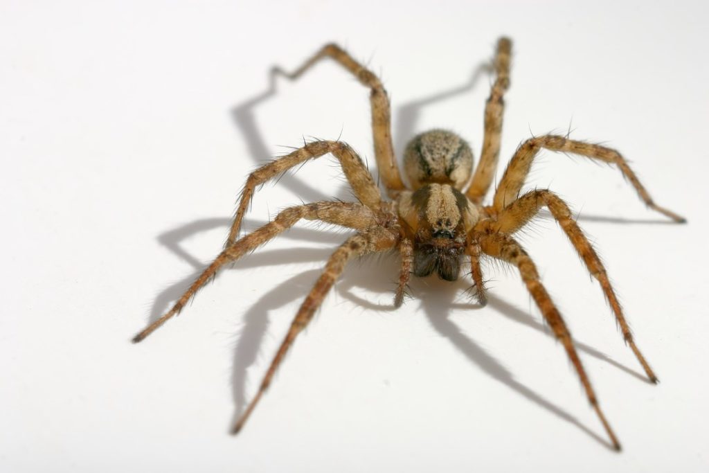 Common Indoor Spiders, Pest Inspections
